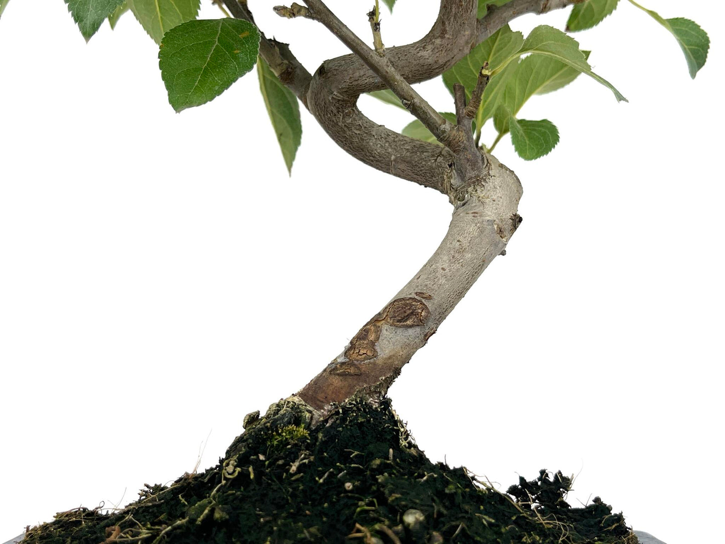Bonsái Malus – Manzano 7 Años_3