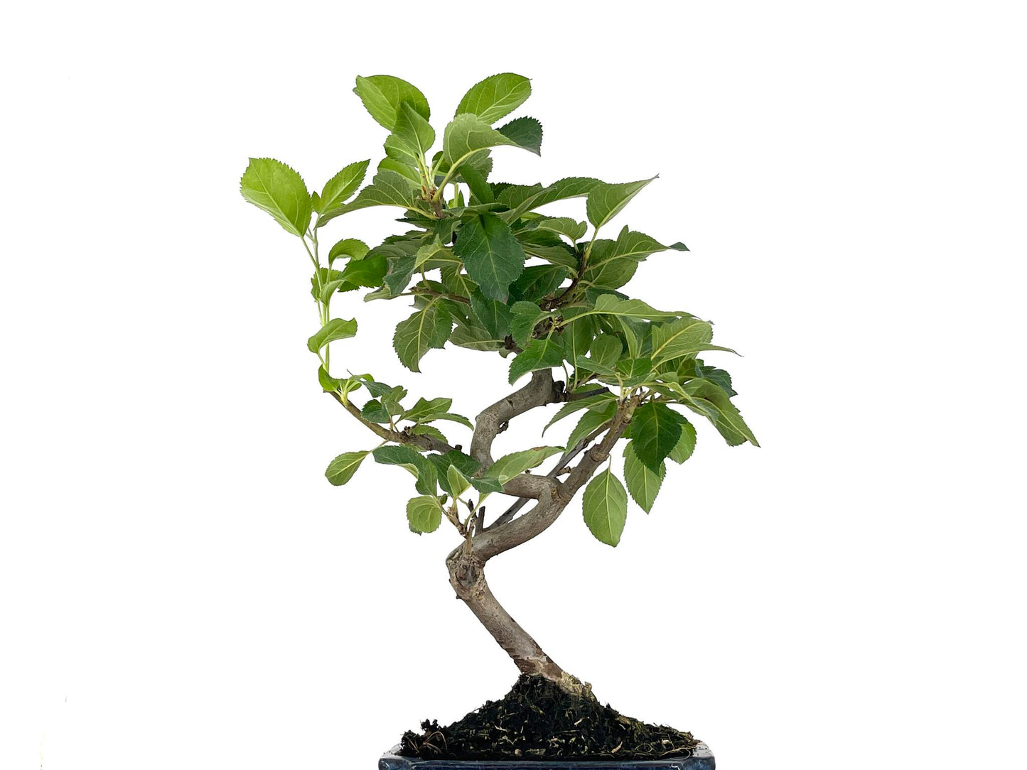 Bonsái Malus – Manzano 7 Años_5
