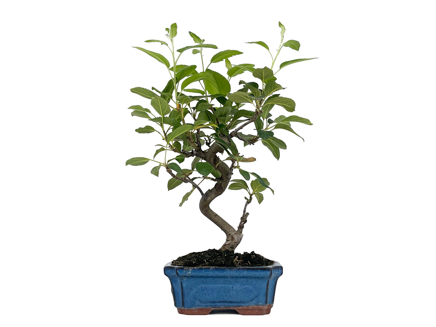 Bonsái Malus – Manzano 8 Años_1