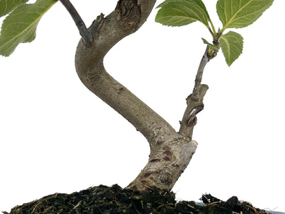 Bonsái Malus – Manzano 8 Años_3