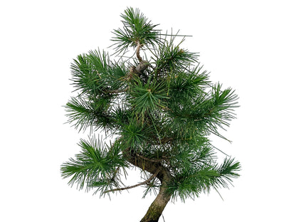 Bonsái Pinus Halepensis – Pino Carrasco 7 Años_4