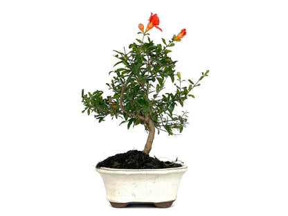 Bonsái Punica Granatum Nana – Granado 7 Años_1