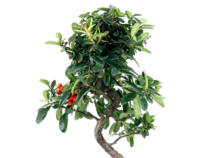 Bonsái Pyracantha – Espino De Fuego 8 Años_4