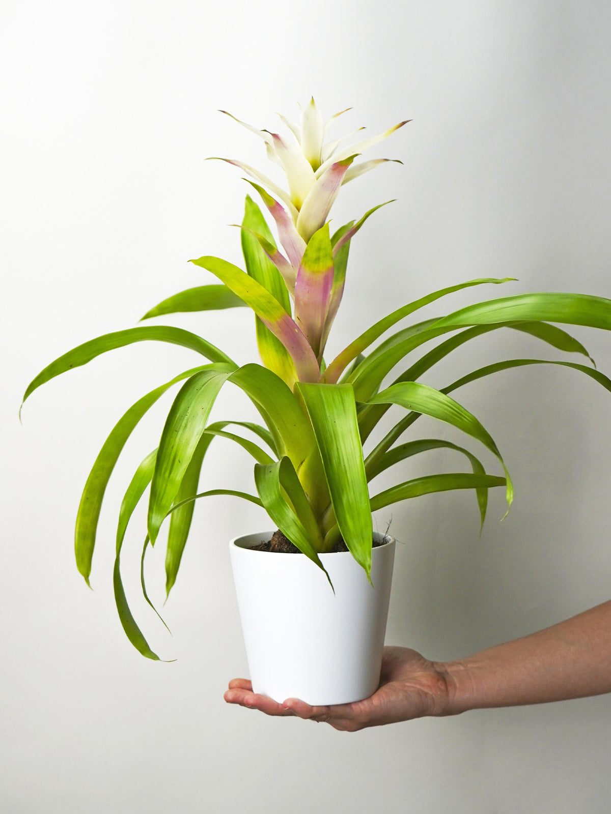 Bromelia O Guzmanía_3