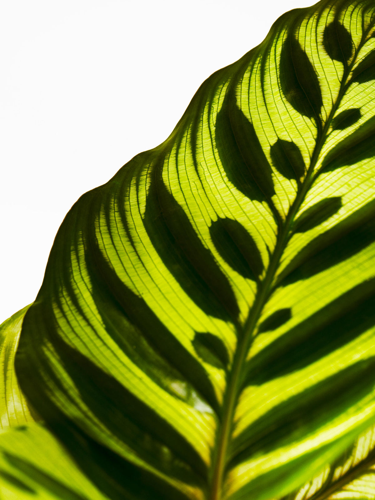 Calathea Makoyana_1