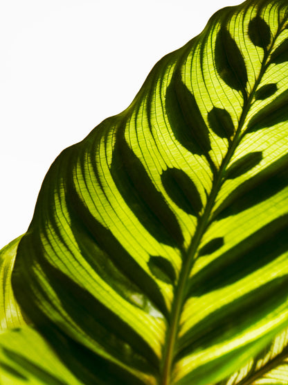 Calathea Makoyana_1