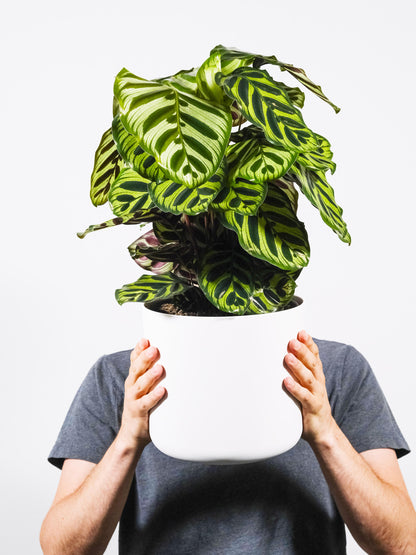Calathea Makoyana_2