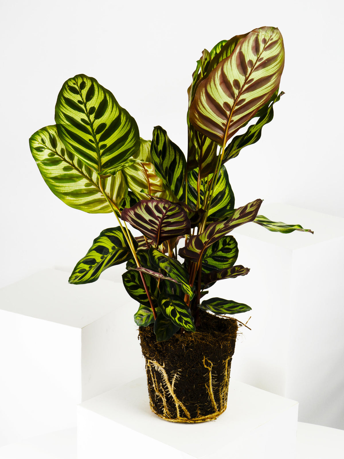 Calathea Makoyana_3