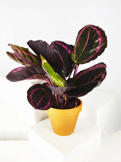 Calathea Roseopicta | Altura 45cm - Diámetro 14cm_0
