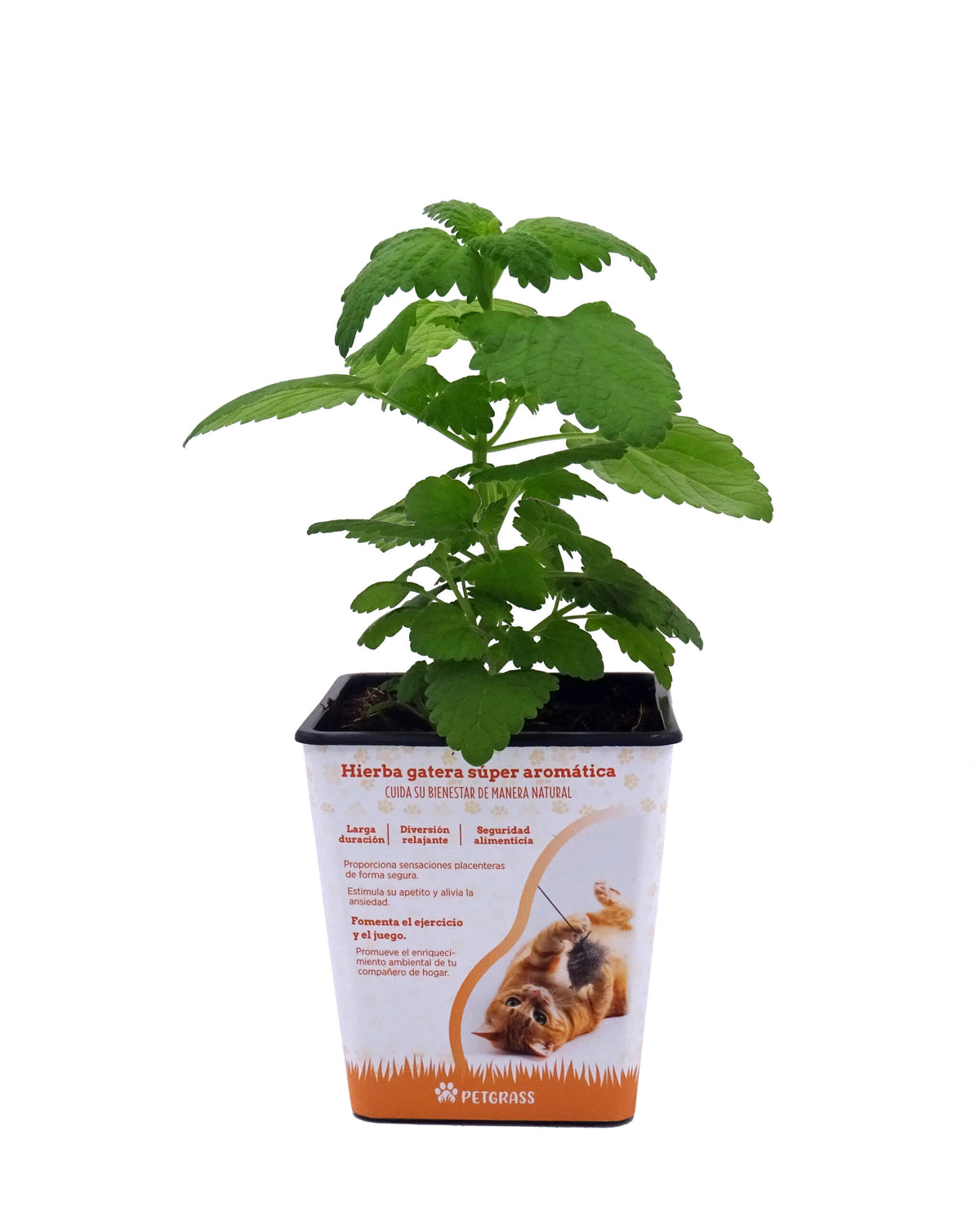 Catnip. Nepeta Para Gatos Natural En Maceta 1 Litro_0