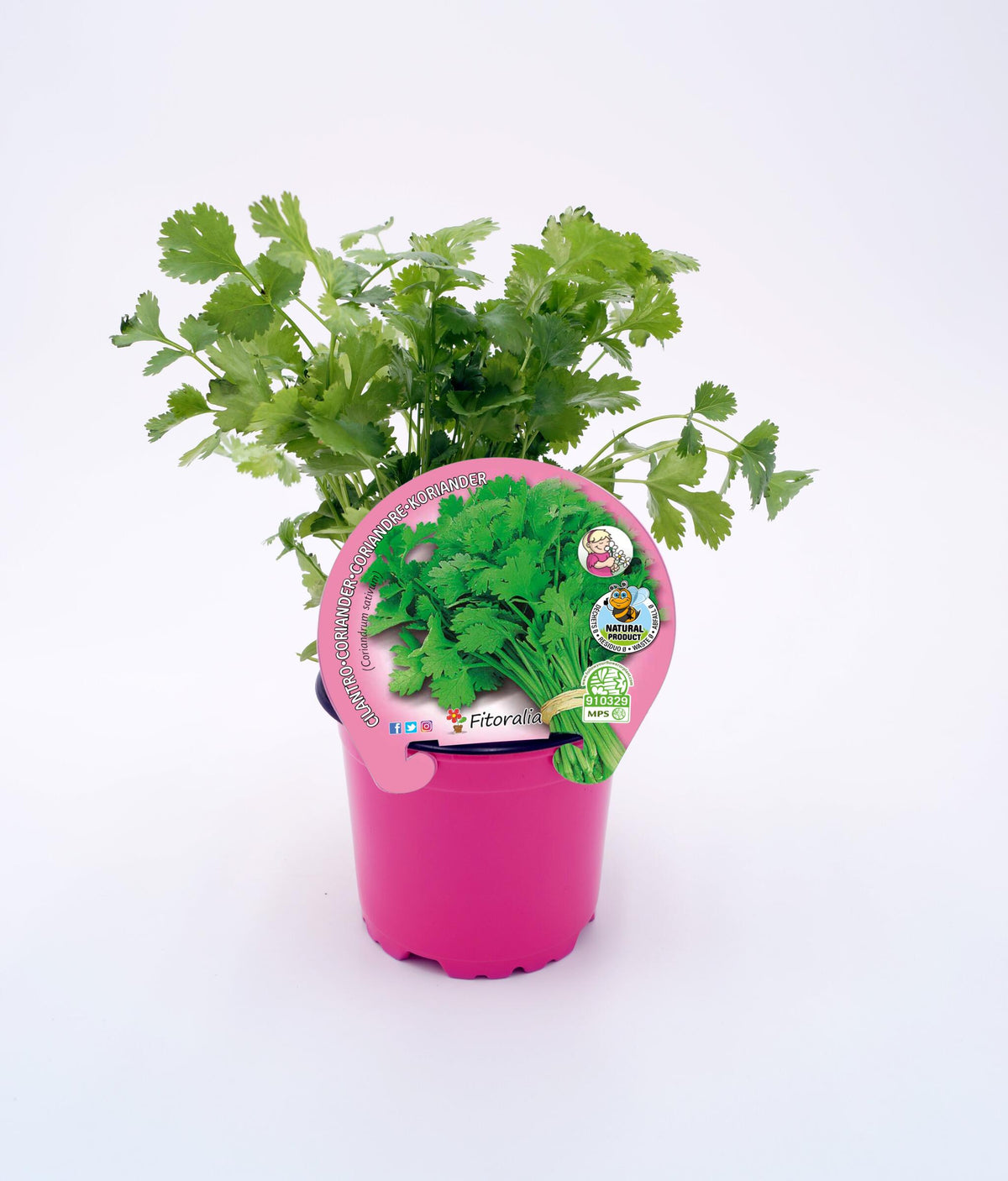 Cilantro En Maceta 10,5 Cm. Natural - Fitoralia_0