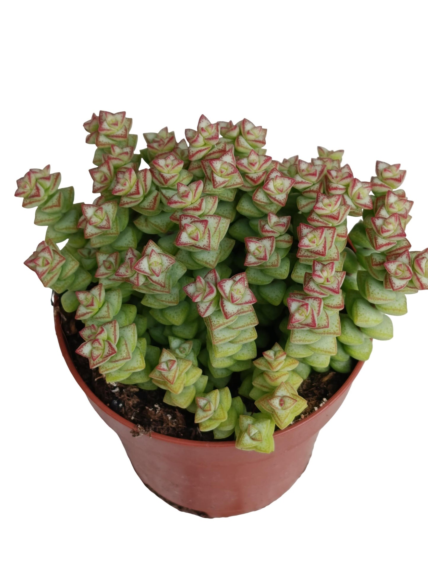 Crassula Tomb Thumb Planta Suculenta Natural Ø8_0