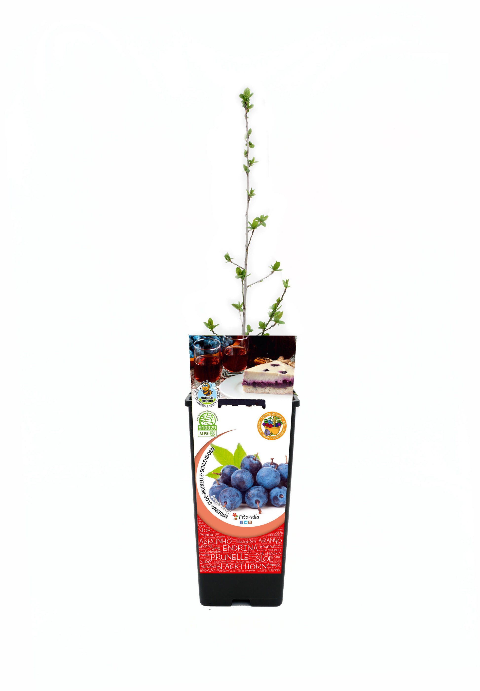 Endrino En Maceta 2 L. Natural - Fitoralia_0