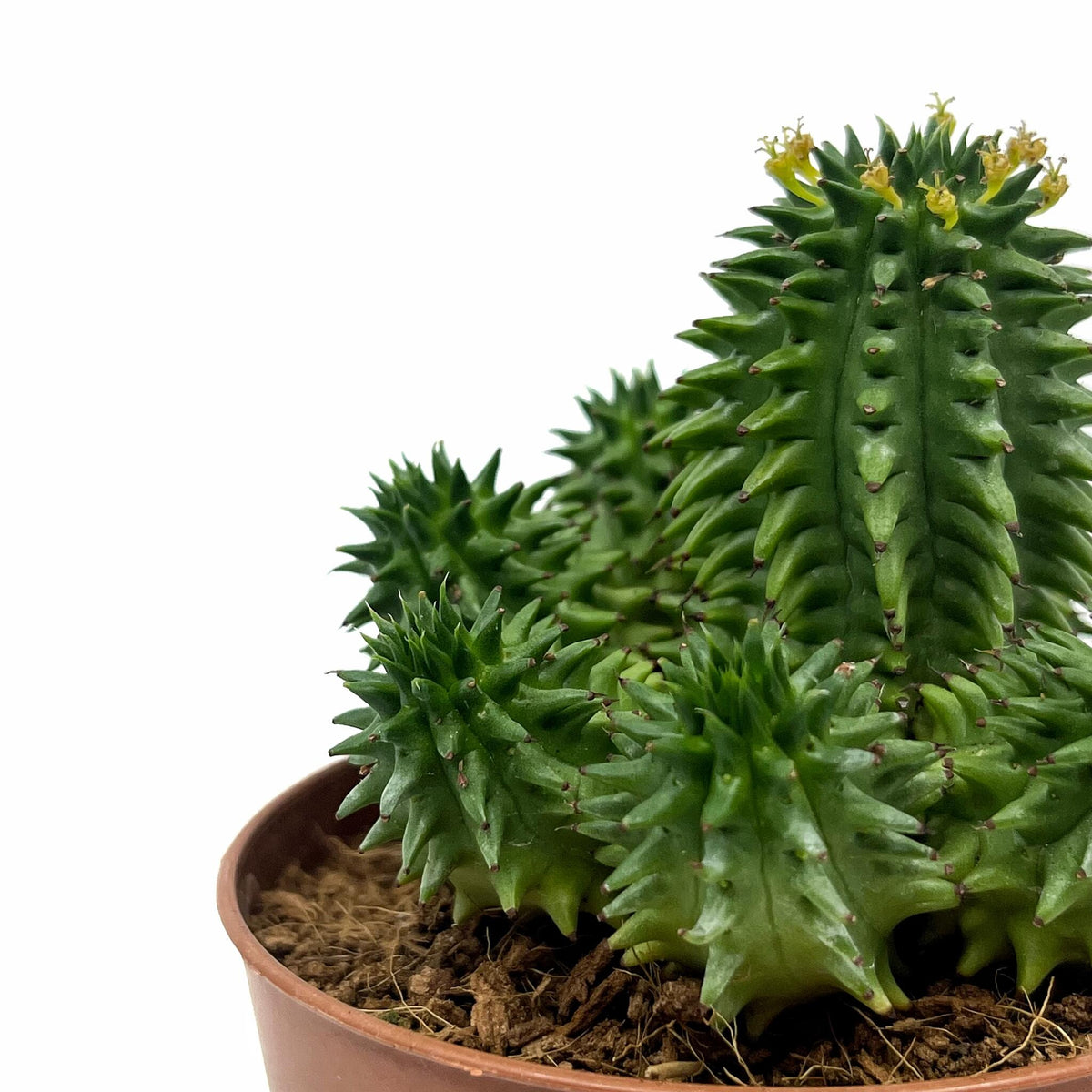 Euphorbia Suzannae Cactus Y Suculentas_2