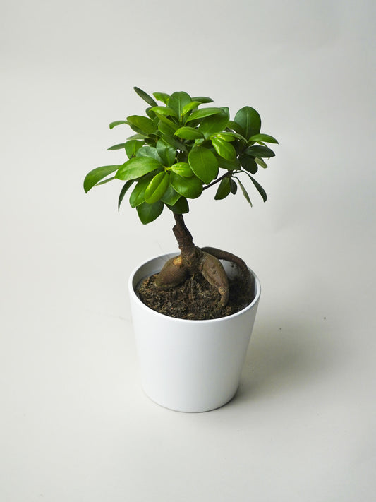 Ficus Ginseng Microcarpa | Altura 35cm - Diámetro 12cm_0