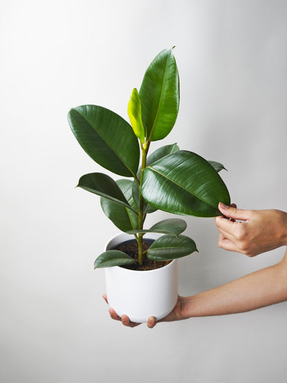 Ficus Robusta | Altura 35cm - Diámetro 12cm_0
