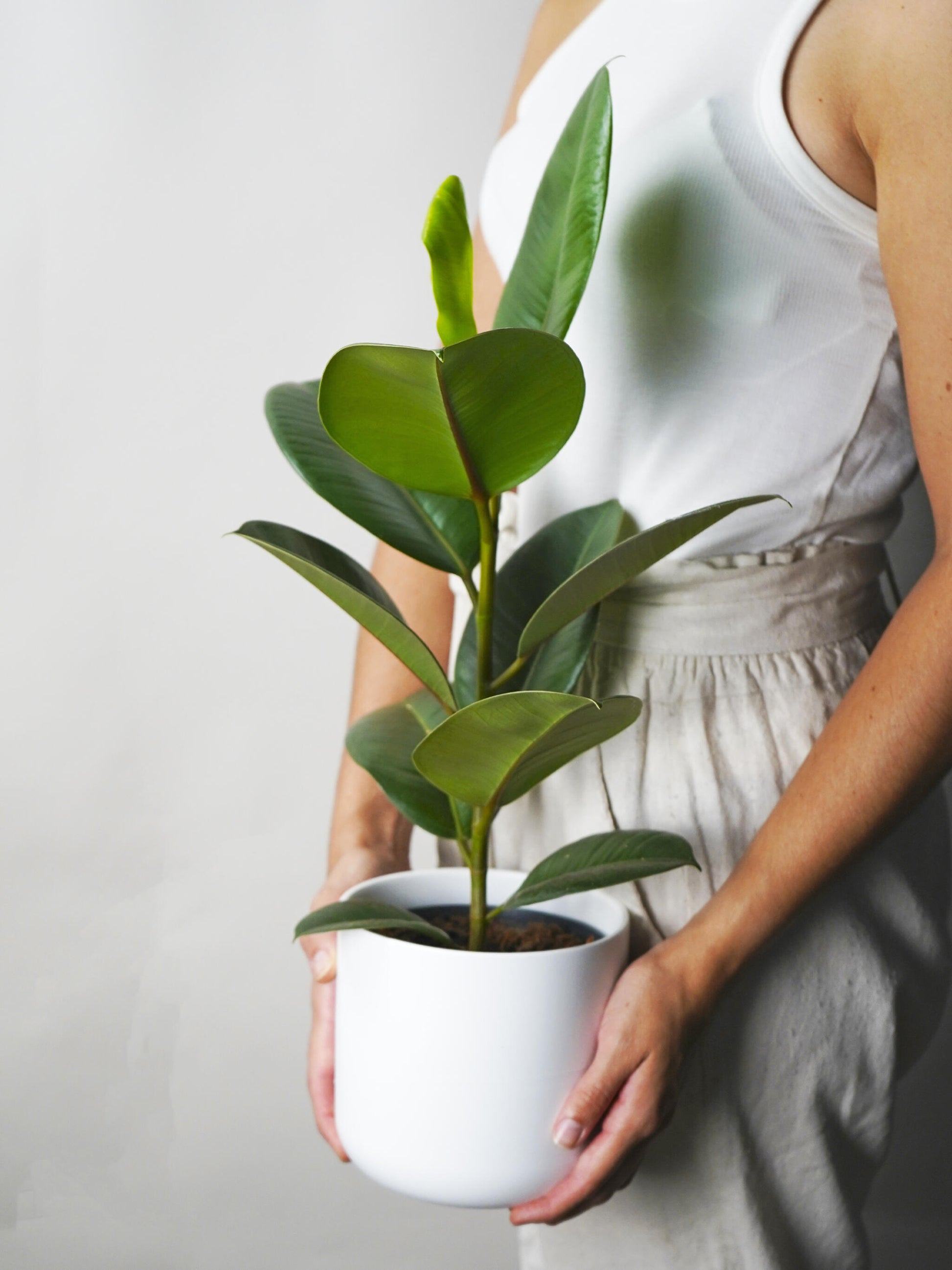 Ficus Robusta | Altura 35cm - Diámetro 12cm_2