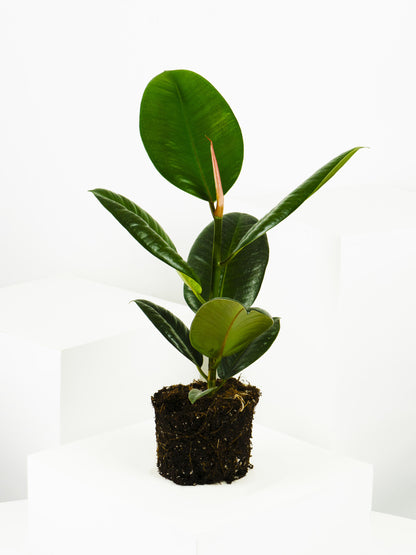 Ficus Robusta | Altura 35cm - Diámetro 12cm_4