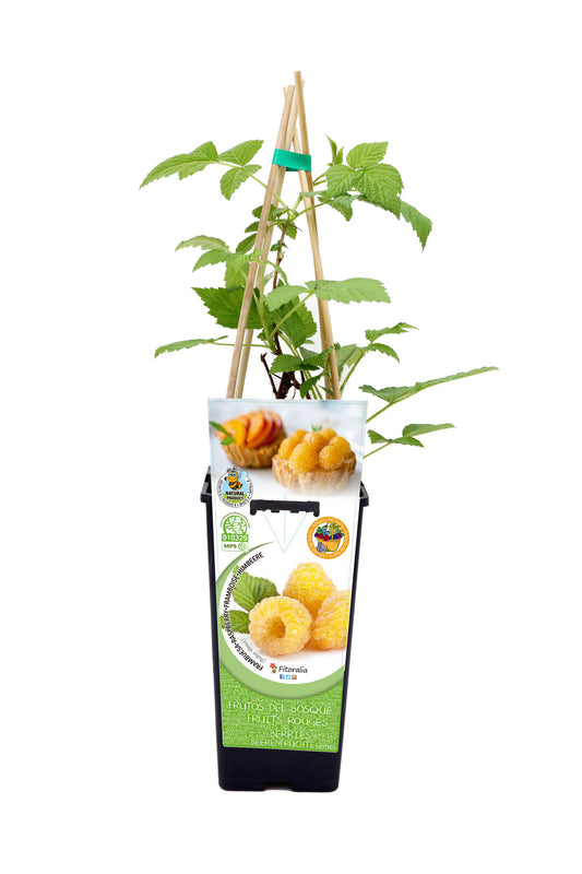 Frambuesa Amarilla En Maceta 2 L. Natural - Fitoralia_0