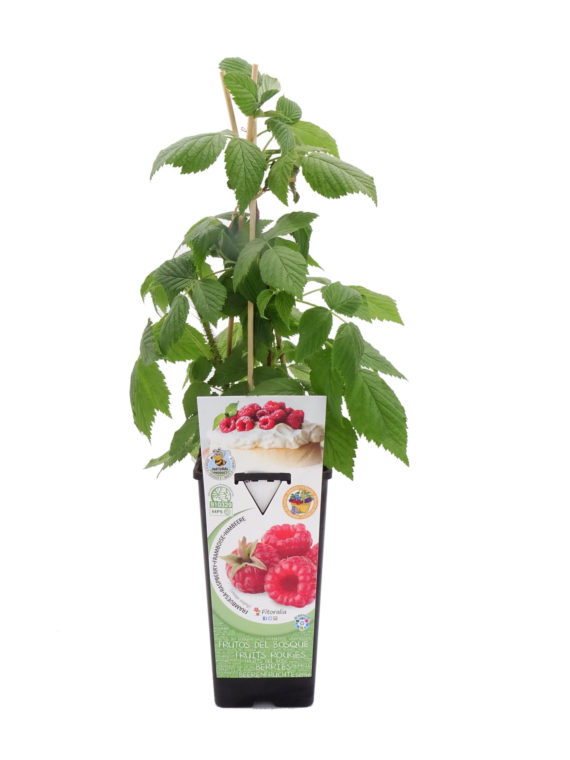 Frambuesa Roja En Maceta 2 L. Natural - Fitoralia_0
