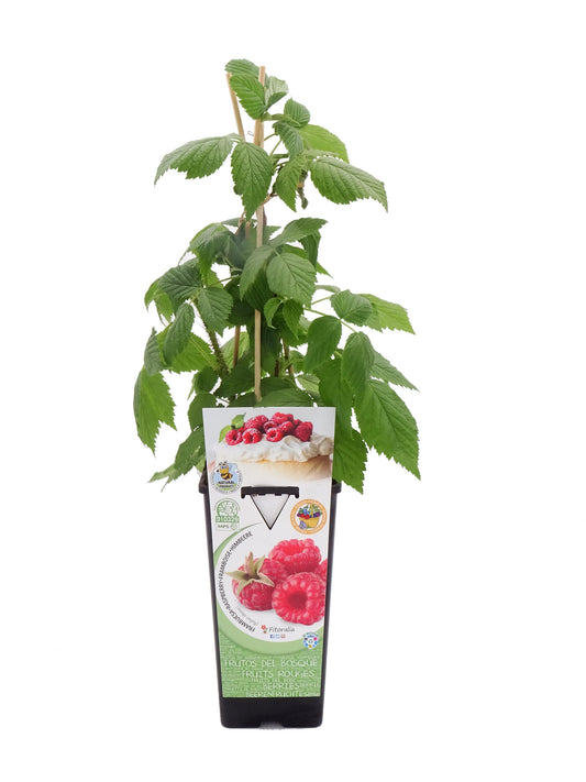 Frambuesa Roja En Maceta 2 L. Natural - Fitoralia_0