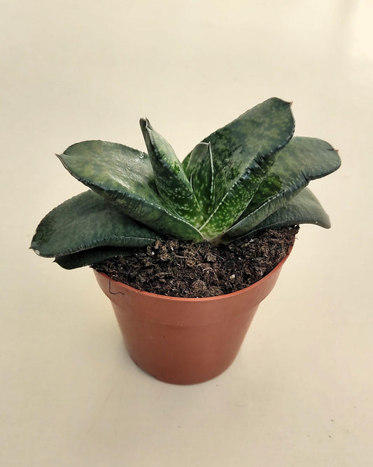Gasteria Sp. (gasteria); Planta Suculenta; Curiosarium; Diámetro Planta 12-14 Cm, Diámetro Maceta 8,5 Cm_0