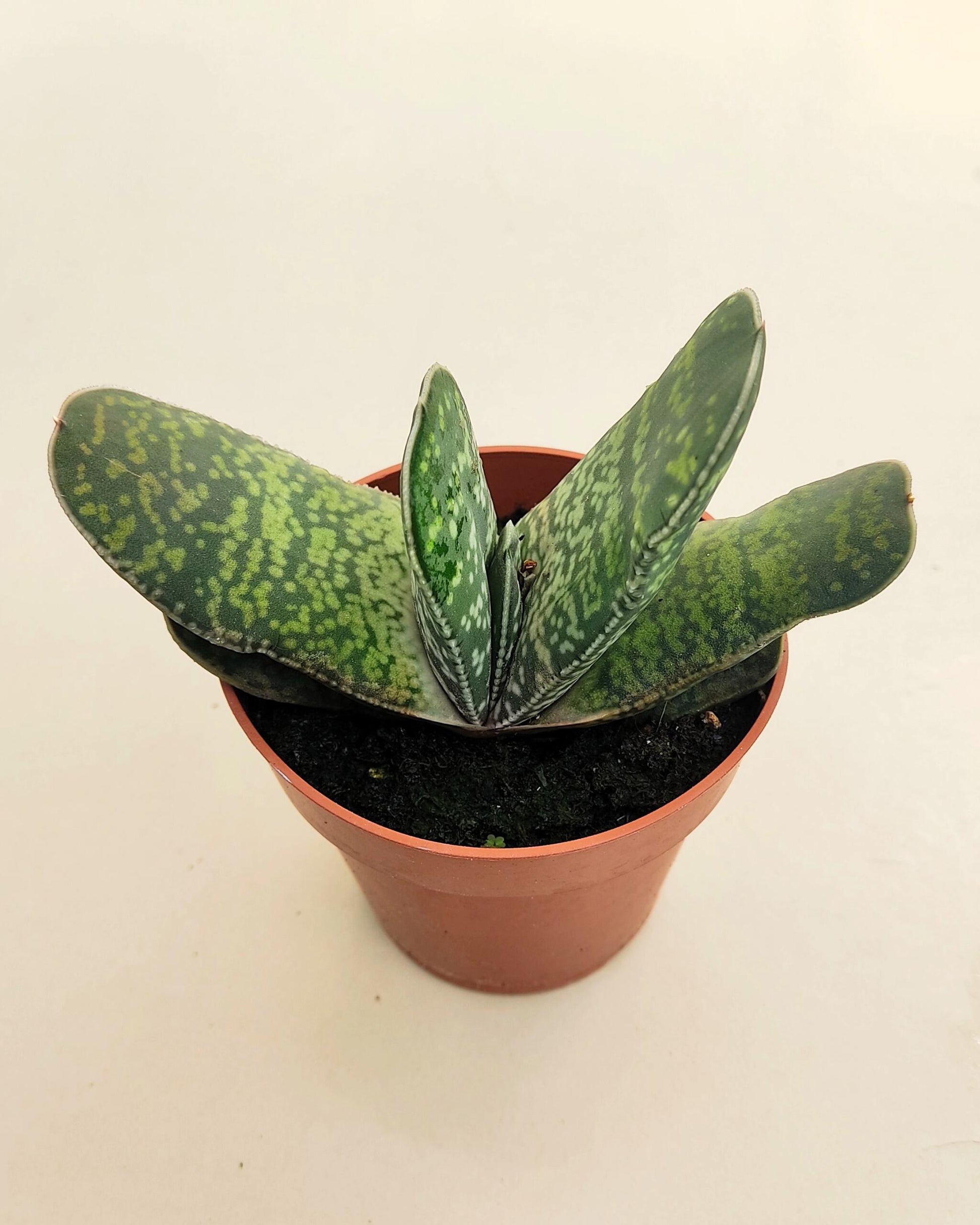Gasteria Sp. (gasteria); Planta Suculenta; Curiosarium; Diámetro Planta 12-14 Cm, Diámetro Maceta 8,5 Cm_3