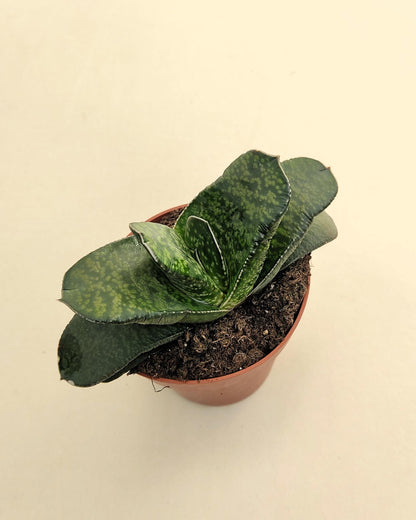 Gasteria Sp. (gasteria); Planta Suculenta; Curiosarium; Diámetro Planta 12-14 Cm, Diámetro Maceta 8,5 Cm_4