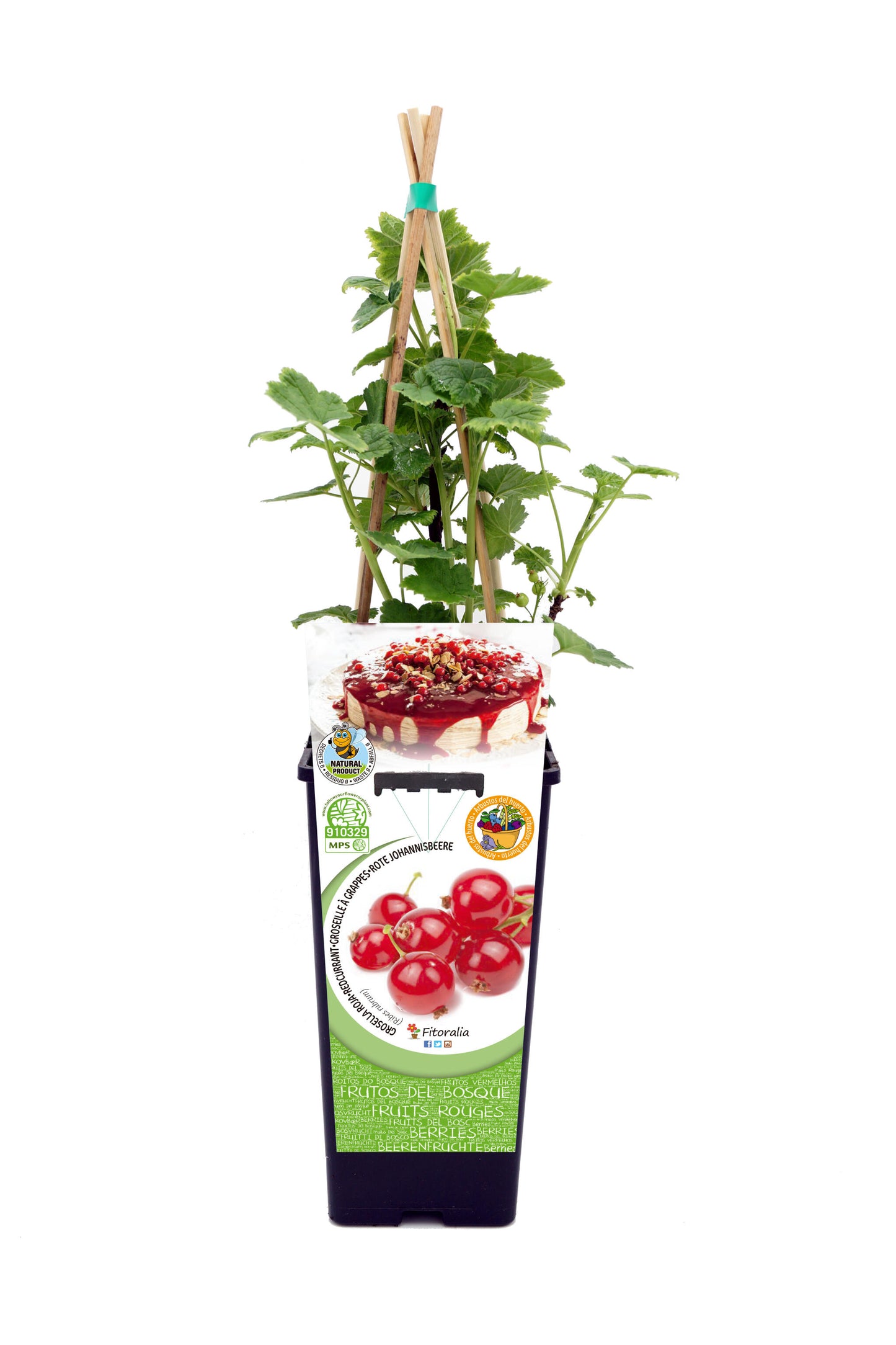 Grosella Roja En Maceta 2 L. Natural - Fitoralia_0