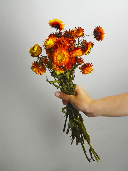 Helichrysum Flor Seca_0
