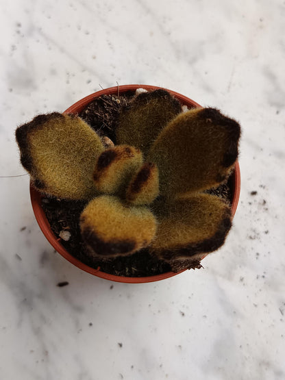 Kalanchoe Tomentosa Pata De Panda 1 Planta suculenta_2