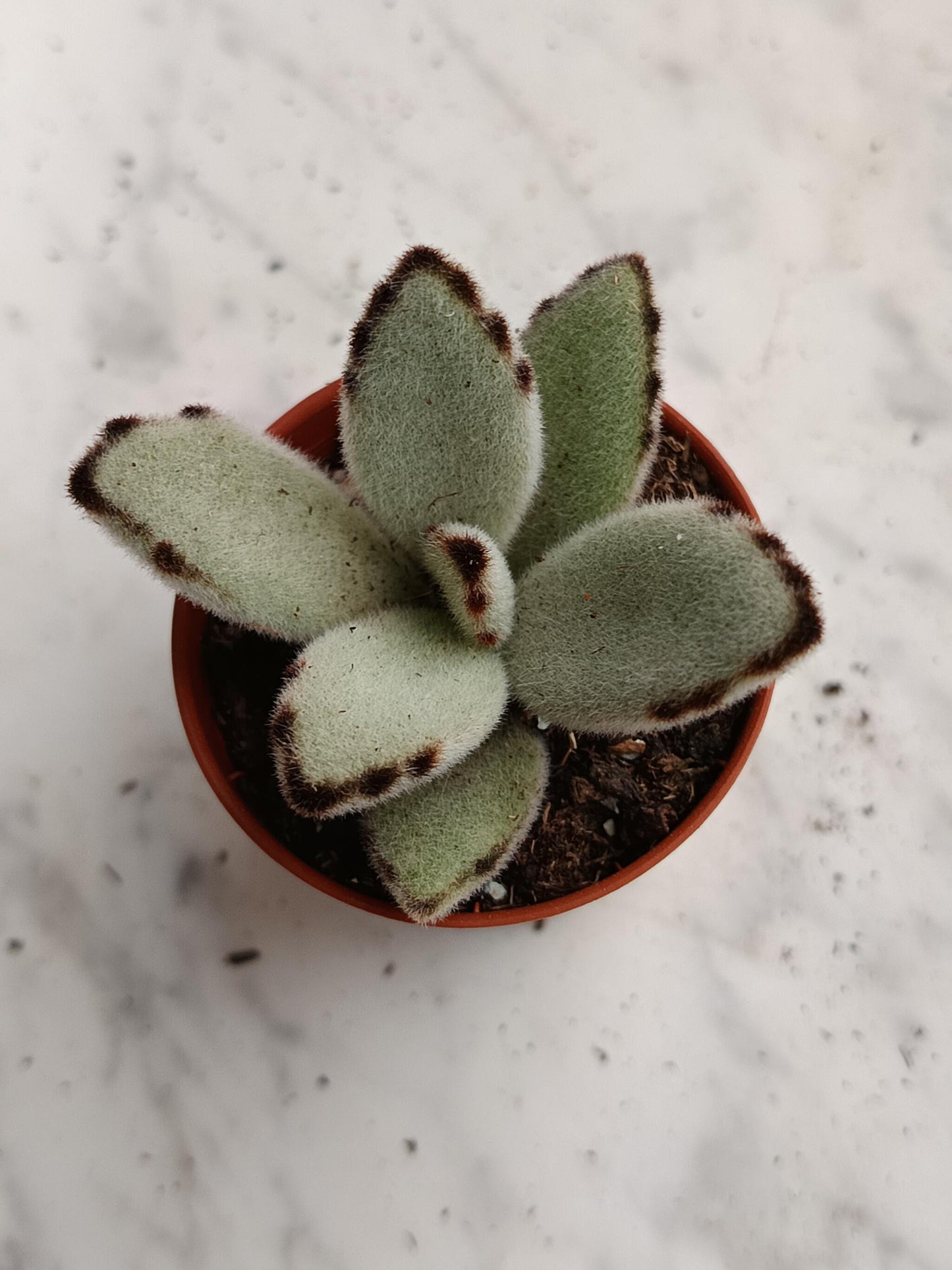 Kalanchoe Tomentosa Pata De Panda 1 Planta suculenta_4