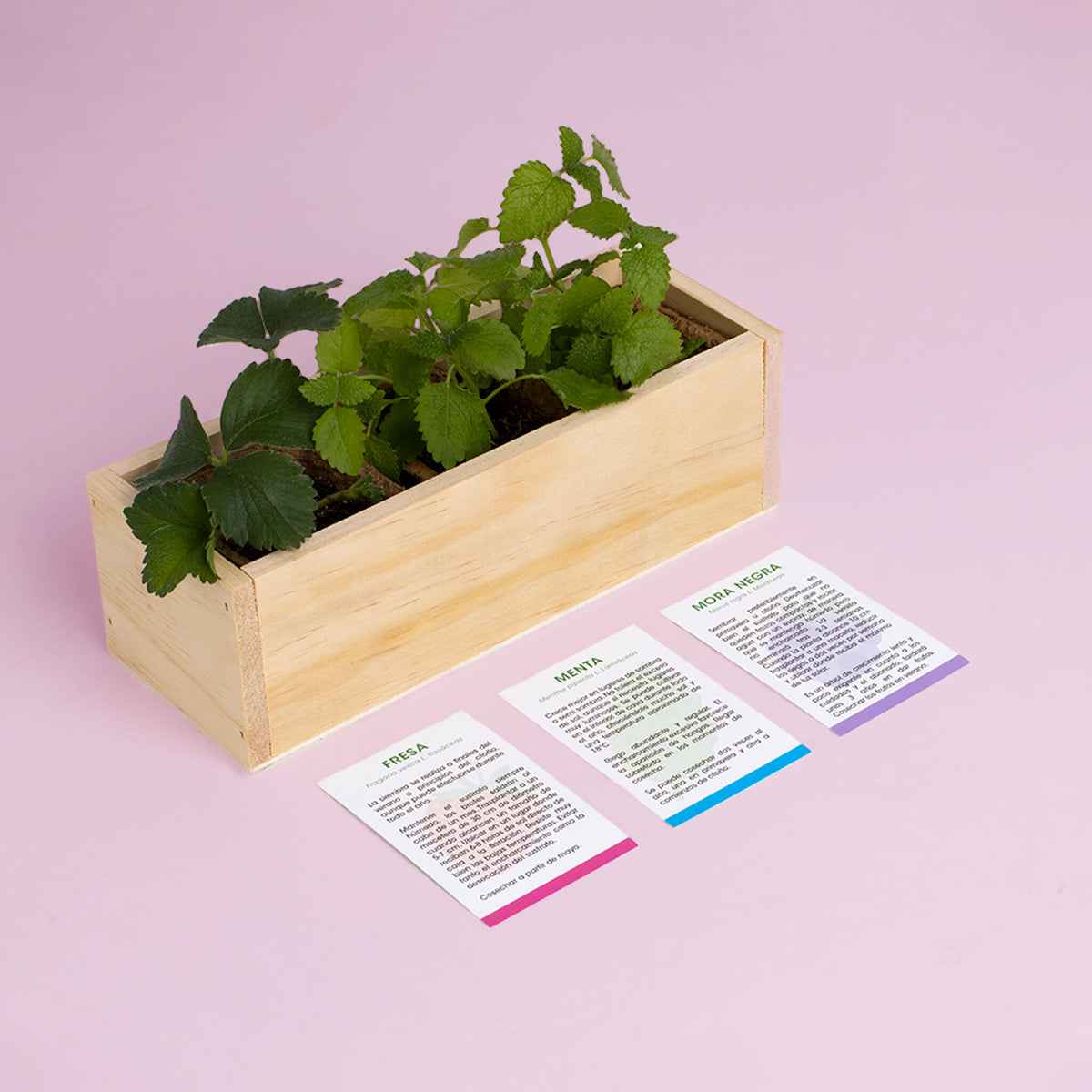 Kit Autocultivo Postres Fresa, Menta y Mora | Ideal para Repostería y Smoothies - Resetea_3