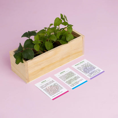 Kit Autocultivo Postres Fresa, Menta y Mora | Ideal para Repostería y Smoothies - Resetea_3