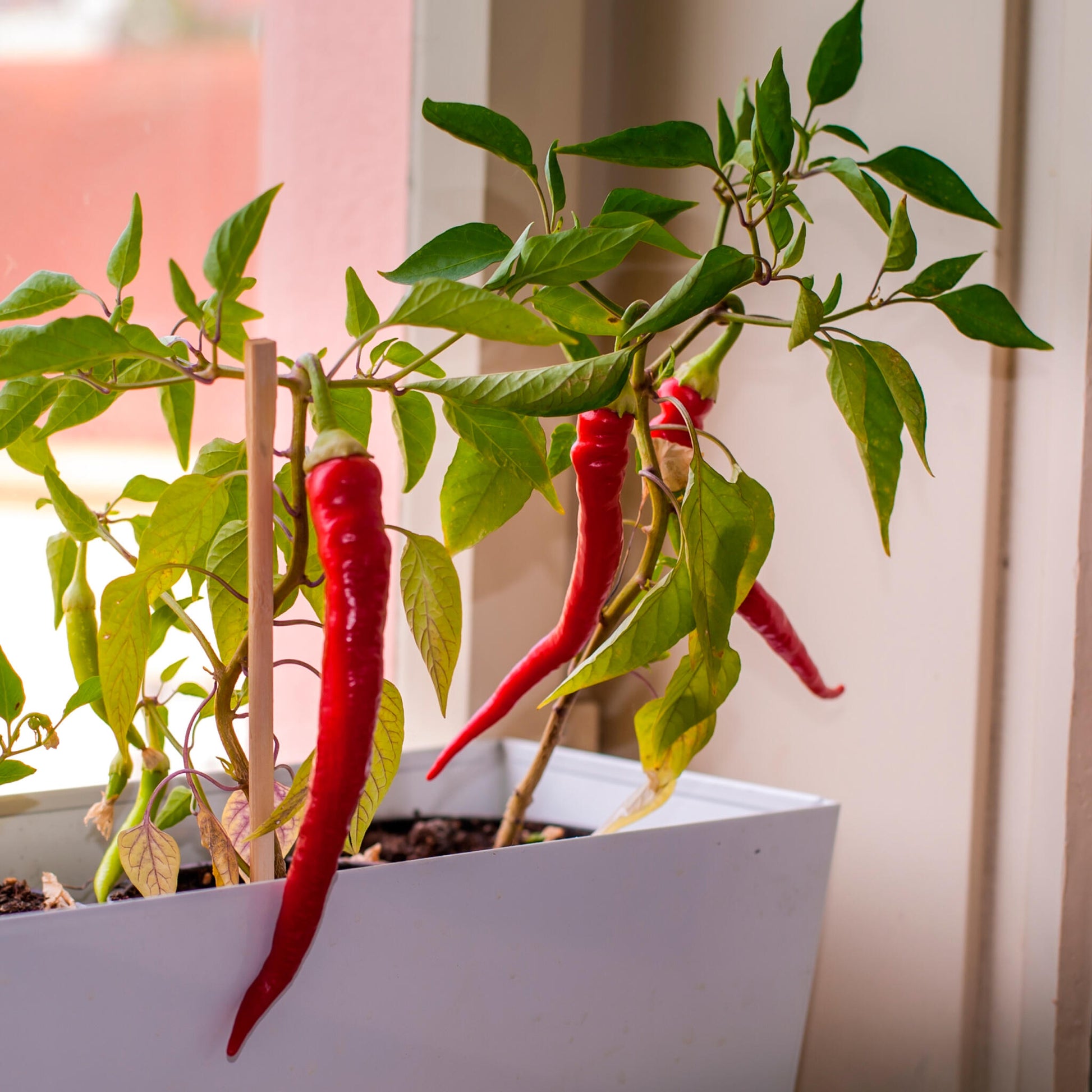 Kit de Cultivo Pimientos Picantes ¡Peligro! 5 Niveles, del Jalapeño al Red Caribbean - Resetea_4