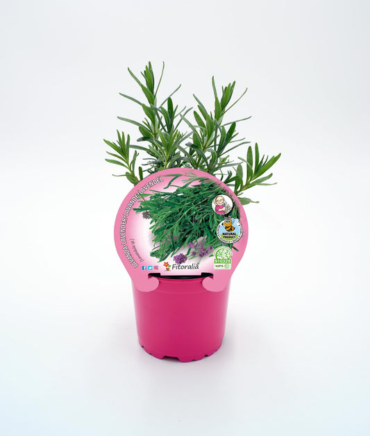 Lavanda En Maceta 10,5 Cm. Natural - Fitoralia_0