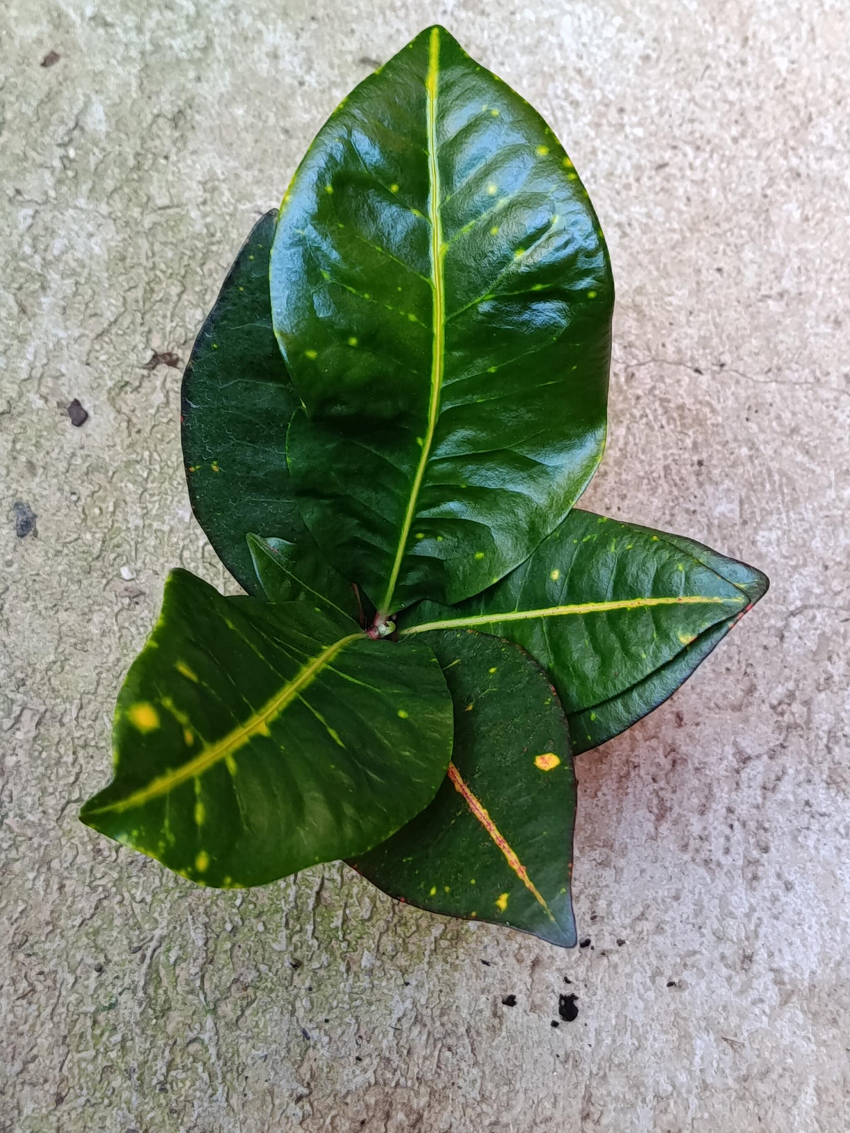 Mini Planta Croton Petra Para Interior Y Terrarios Ø6_1