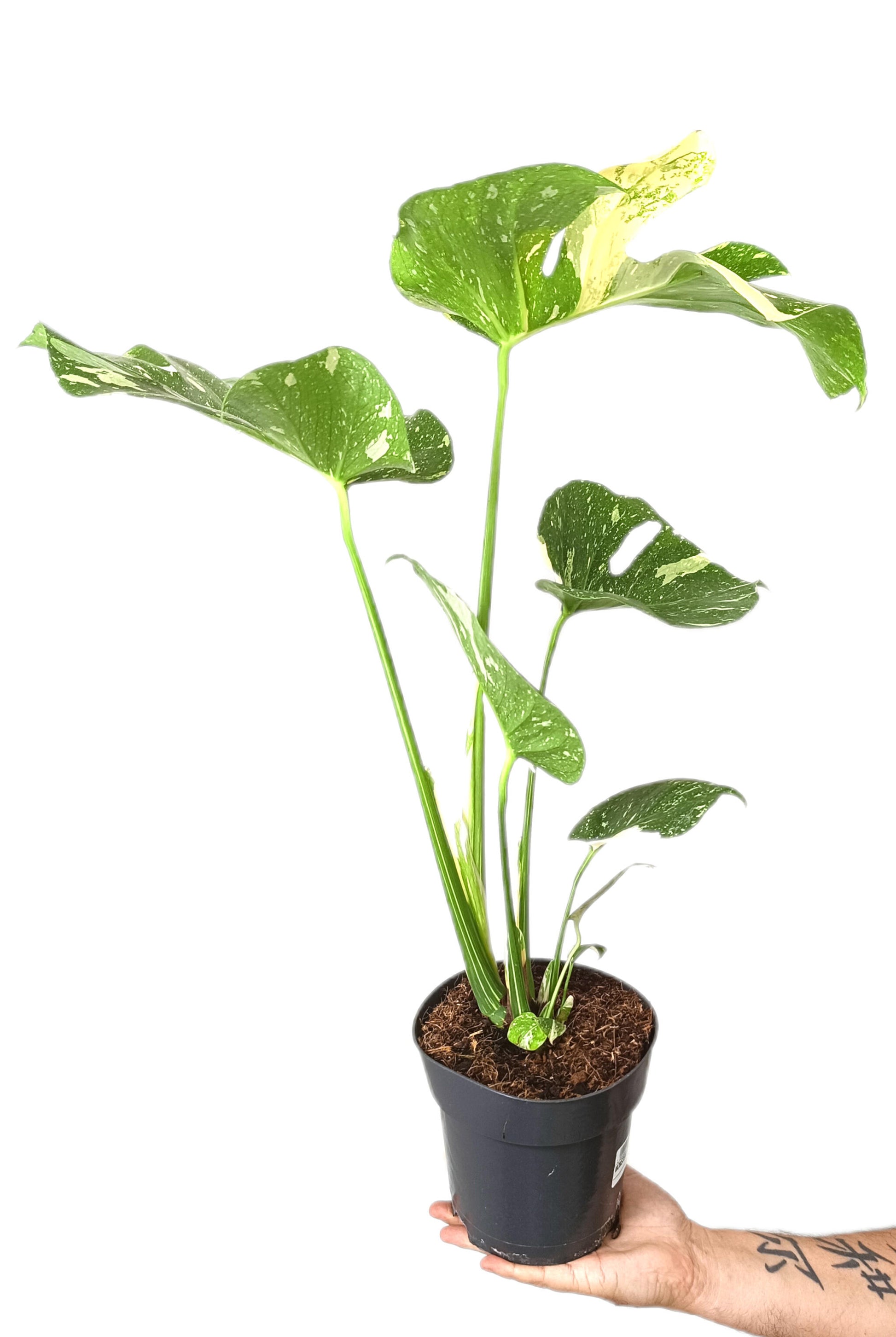 Monstera Thai Constelation M17 50cm_1