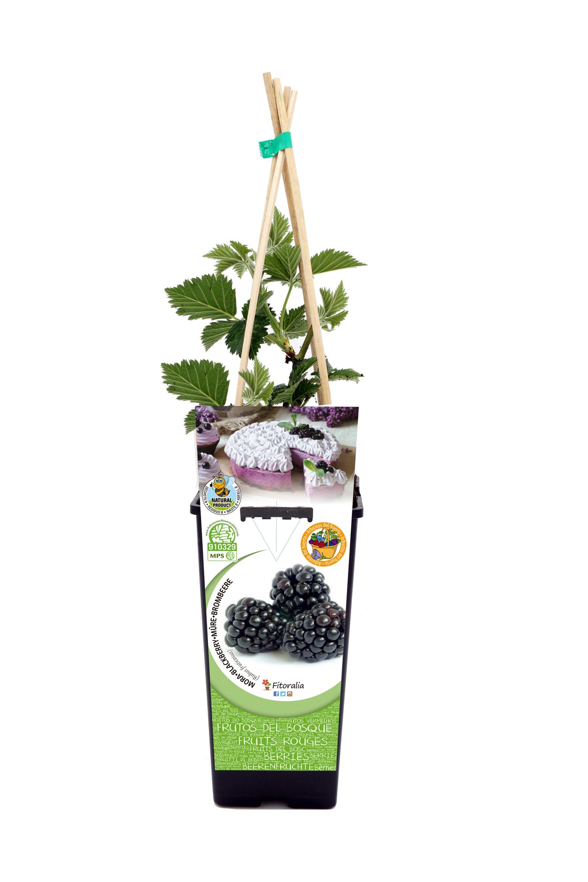 Mora En Maceta 2 L. Natural - Fitoralia_0