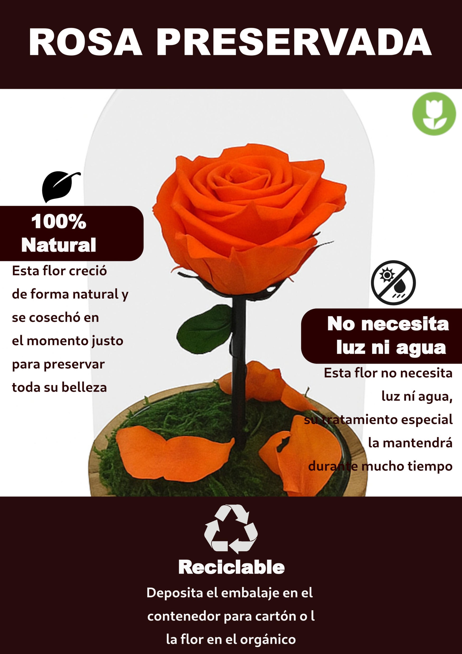 Mundo Eterno Rosa En Cúpula Naranja 12x20cm_3