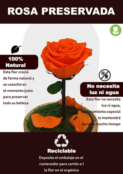 Mundo Eterno Rosa En Cúpula Naranja 12x20cm_3