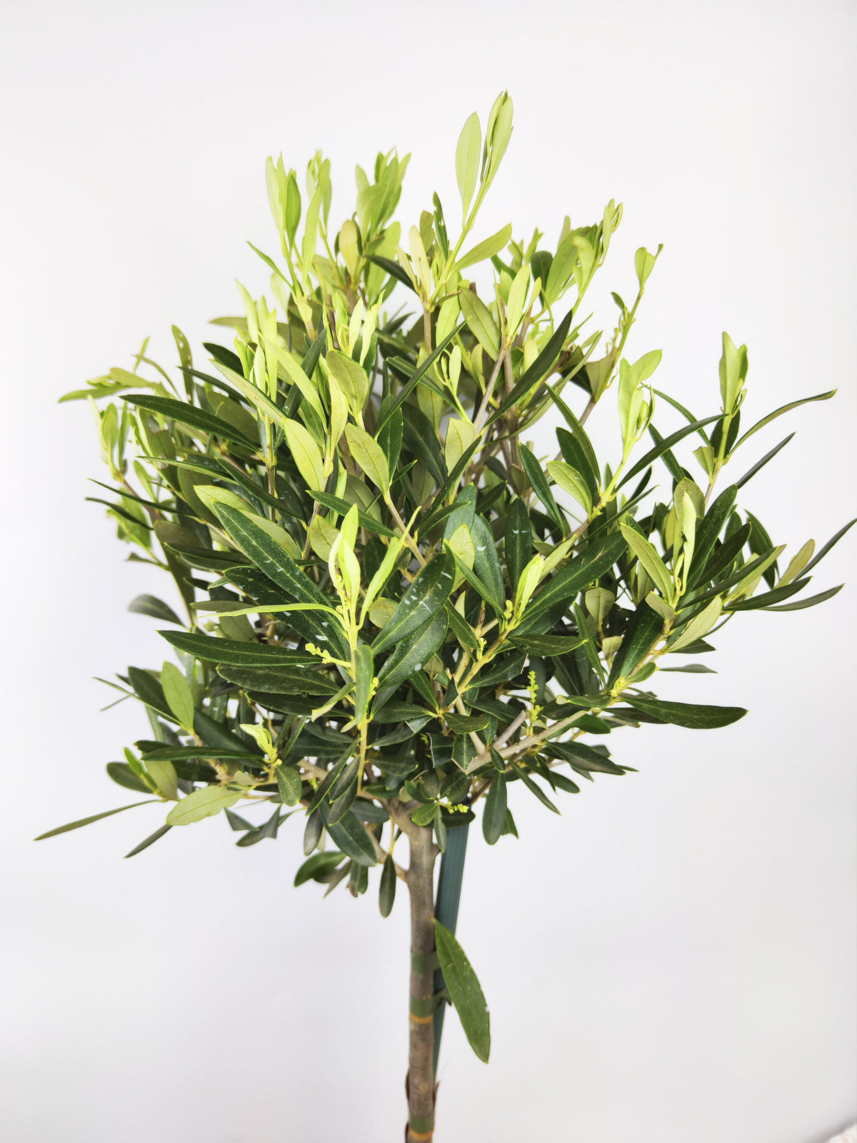 Olivo | Altura 95cm - Diámetro 20cm_1
