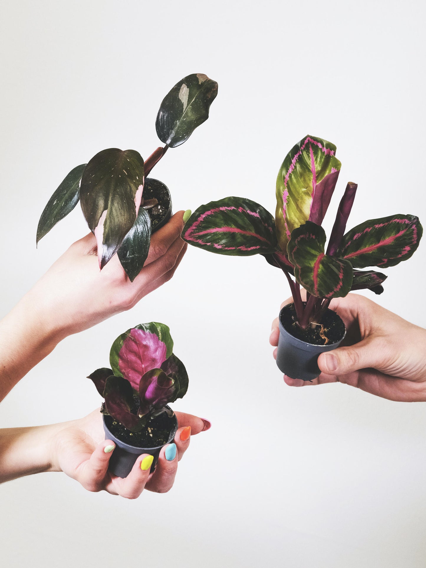 Pack De Mini Plantas - 6 Unidades_1