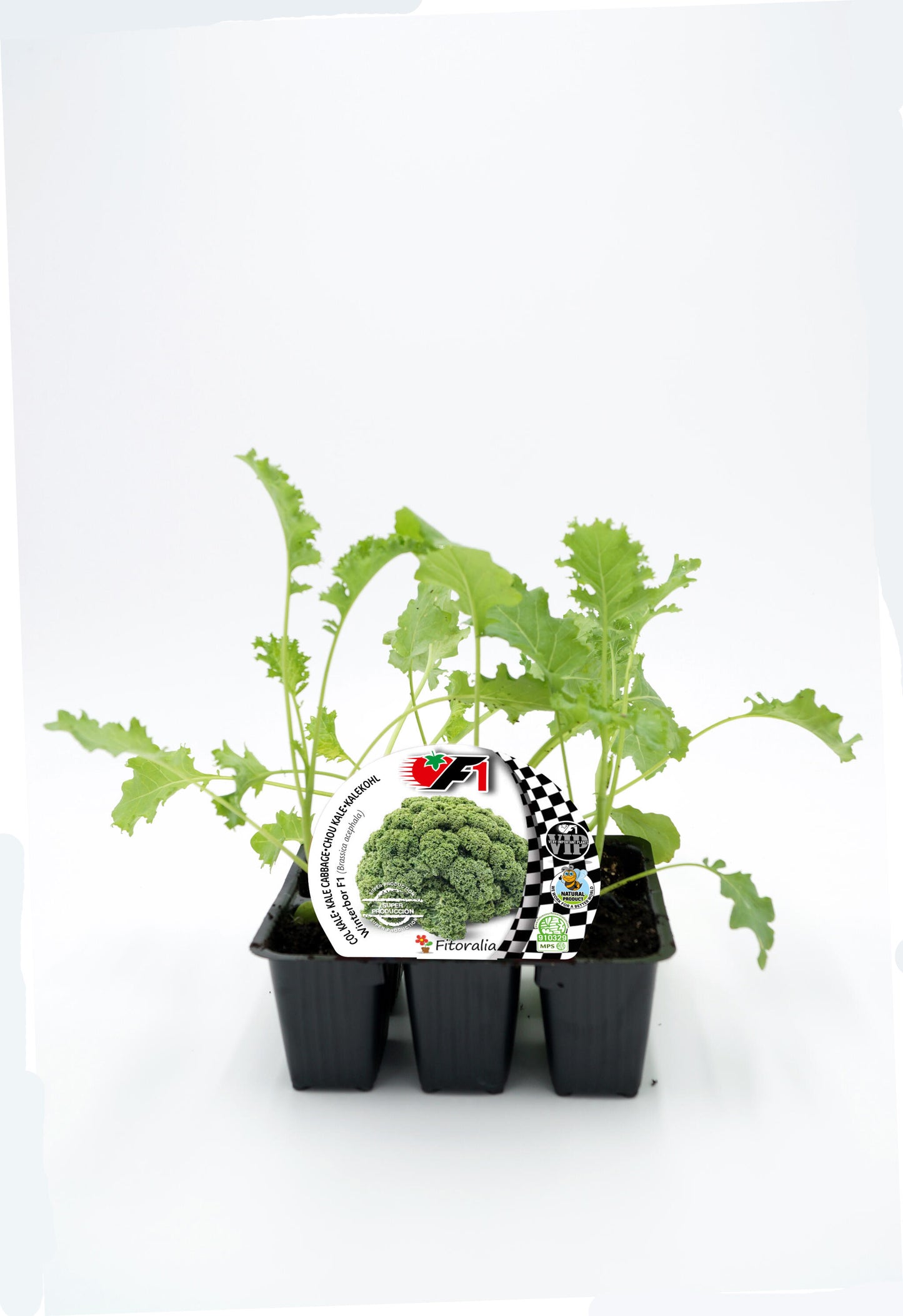 Pack Plantones Col Kale Híbrida F1 Winterbor 6 Ud. Natural - Fitoralia_0