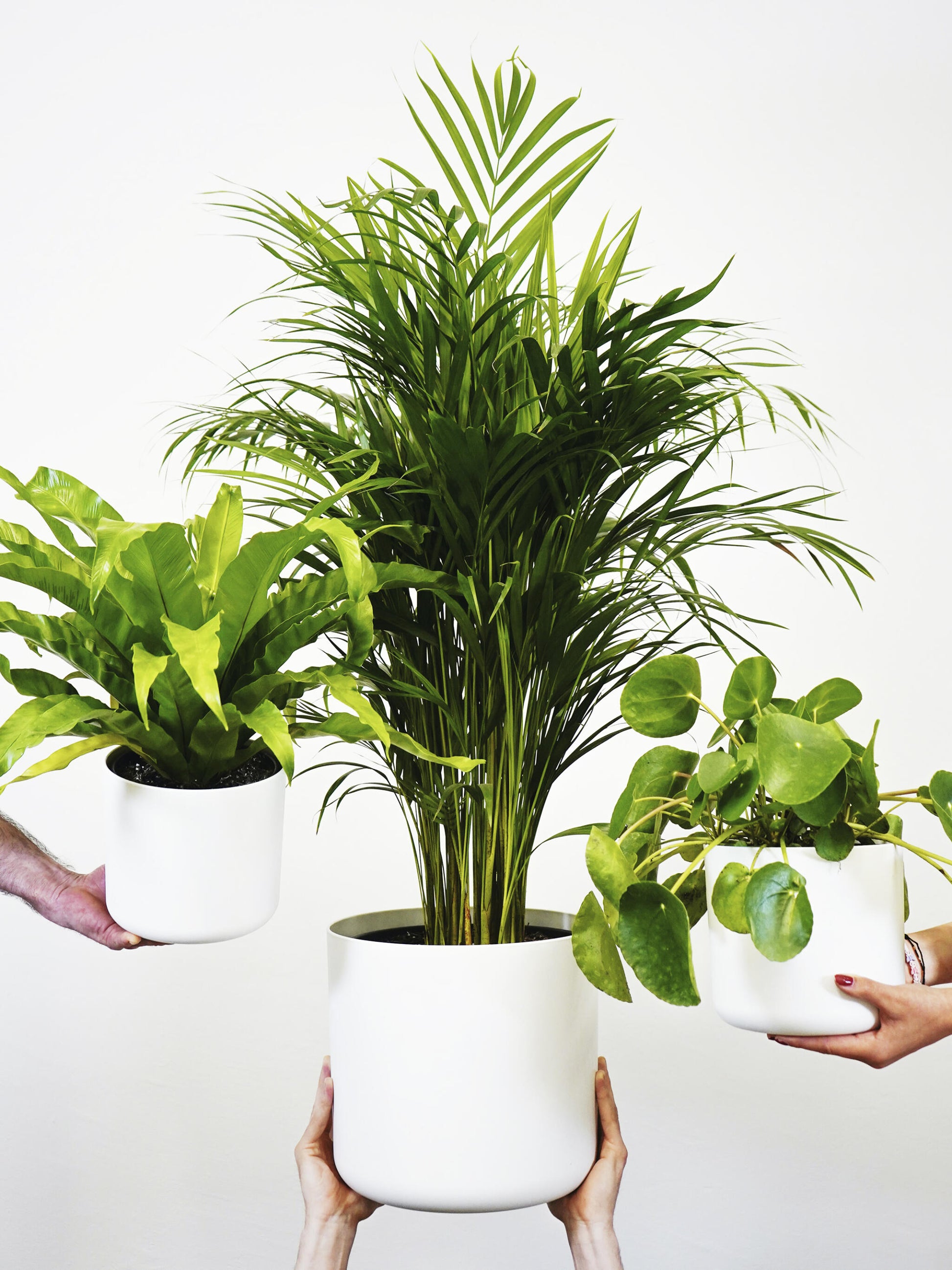 Palmera Dypsis O Areca | Altura 110cm - Maceta 21cm_2
