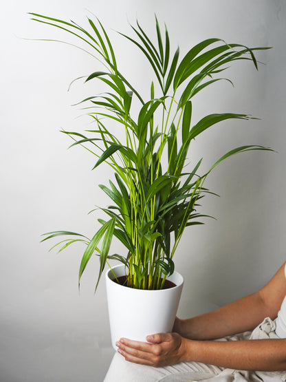 Palmera Dypsis O Areca | Altura 110cm - Maceta 21cm_3