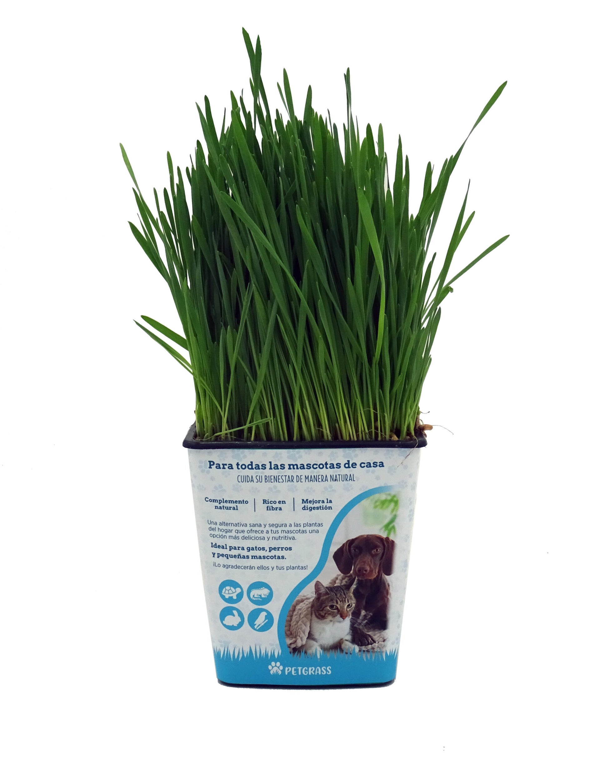 Petgrass. Hierba Para Gatos Natrural En Maceta 1 Litro_0