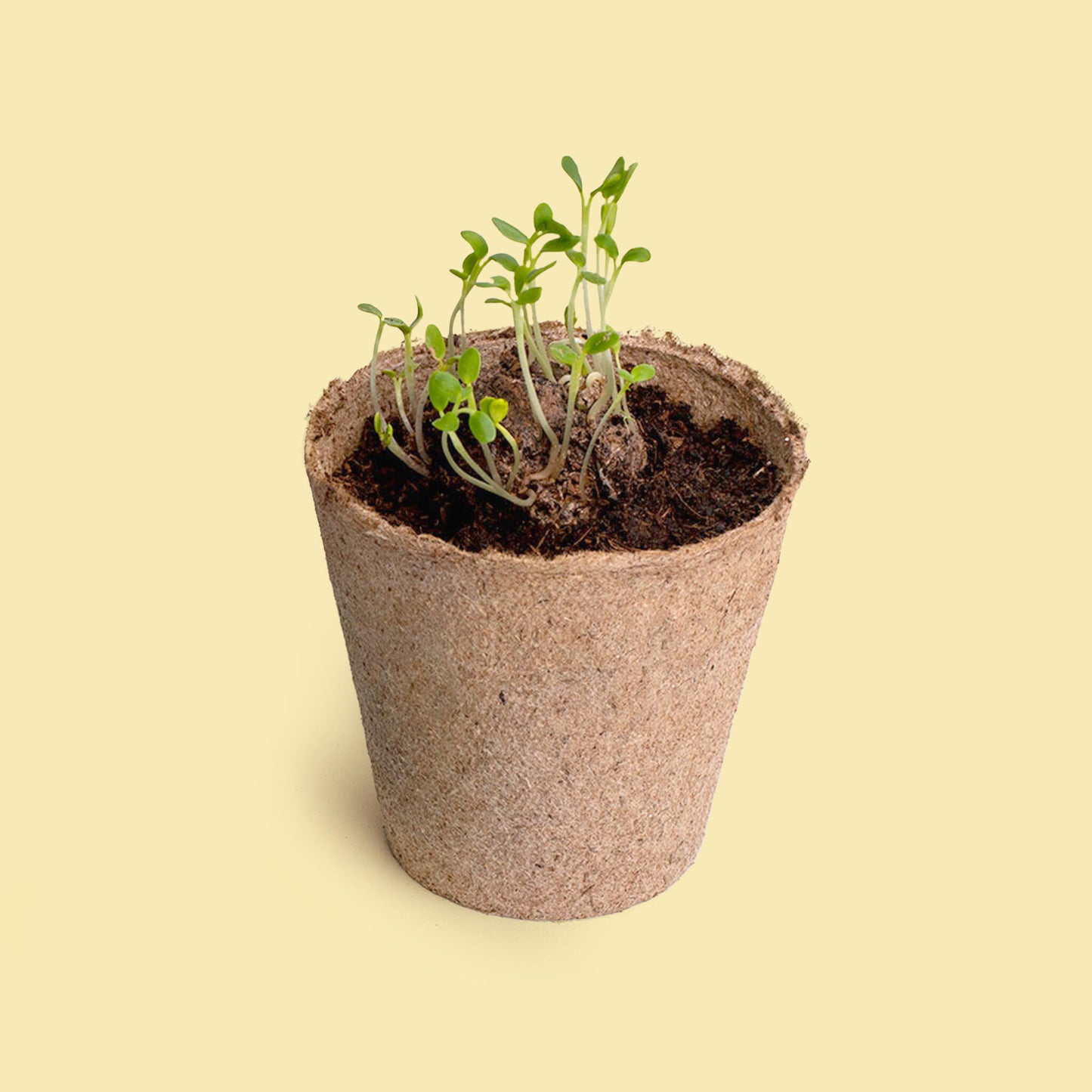 Pide un Deseo - Kit de Cultivo Diente de León con Semillas, Maceta y Sustrato, Regalo - Resetea_2