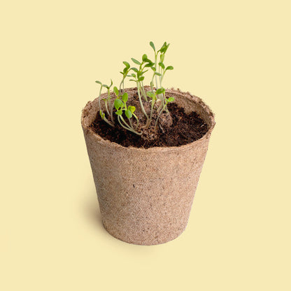 Pide un Deseo - Kit de Cultivo Diente de León con Semillas, Maceta y Sustrato, Regalo - Resetea_2