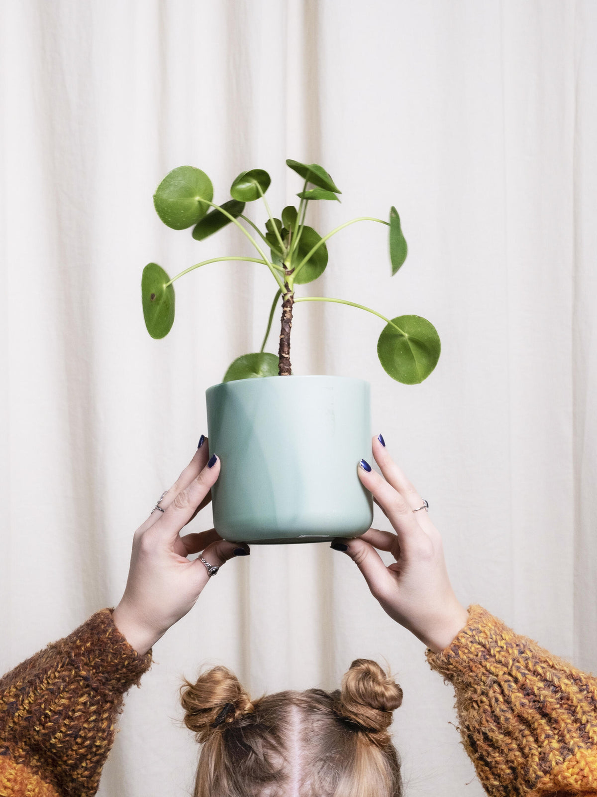 Pilea Peperomioides | Altura 25cm - Maceta 12cm_2